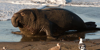 6 PERBEDAAN ANJING LAUT, SINGA LAUT, MACAN TUTUL LAUT, GAJAH LAUT, DUGONG DAN WALRUS